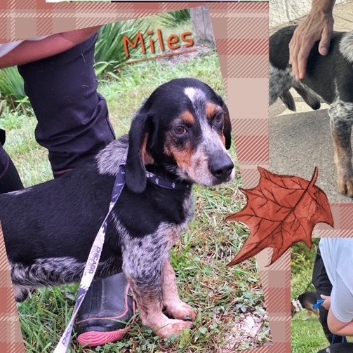 Miles thumbnail 2