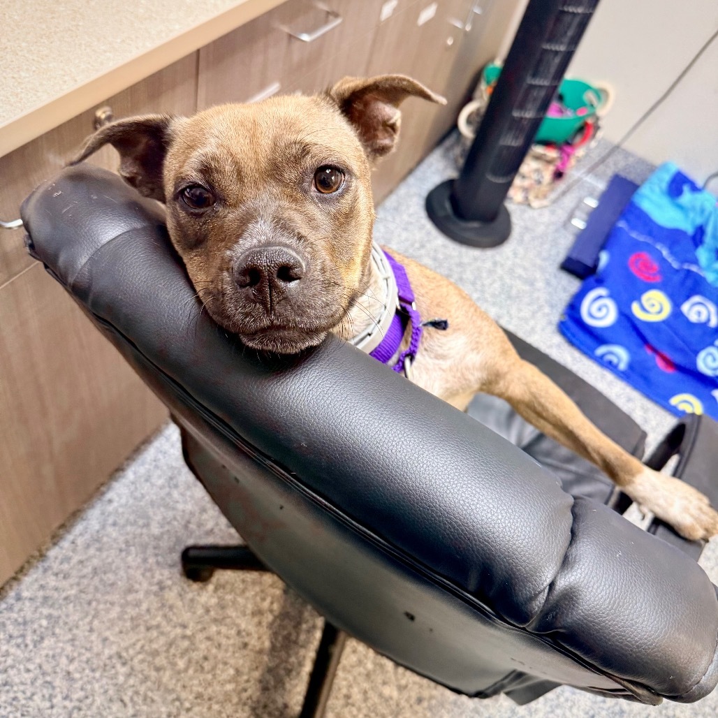 Darla, an adoptable Pug, Boxer in Great Falls, MT, 59404 | Photo Image 1
