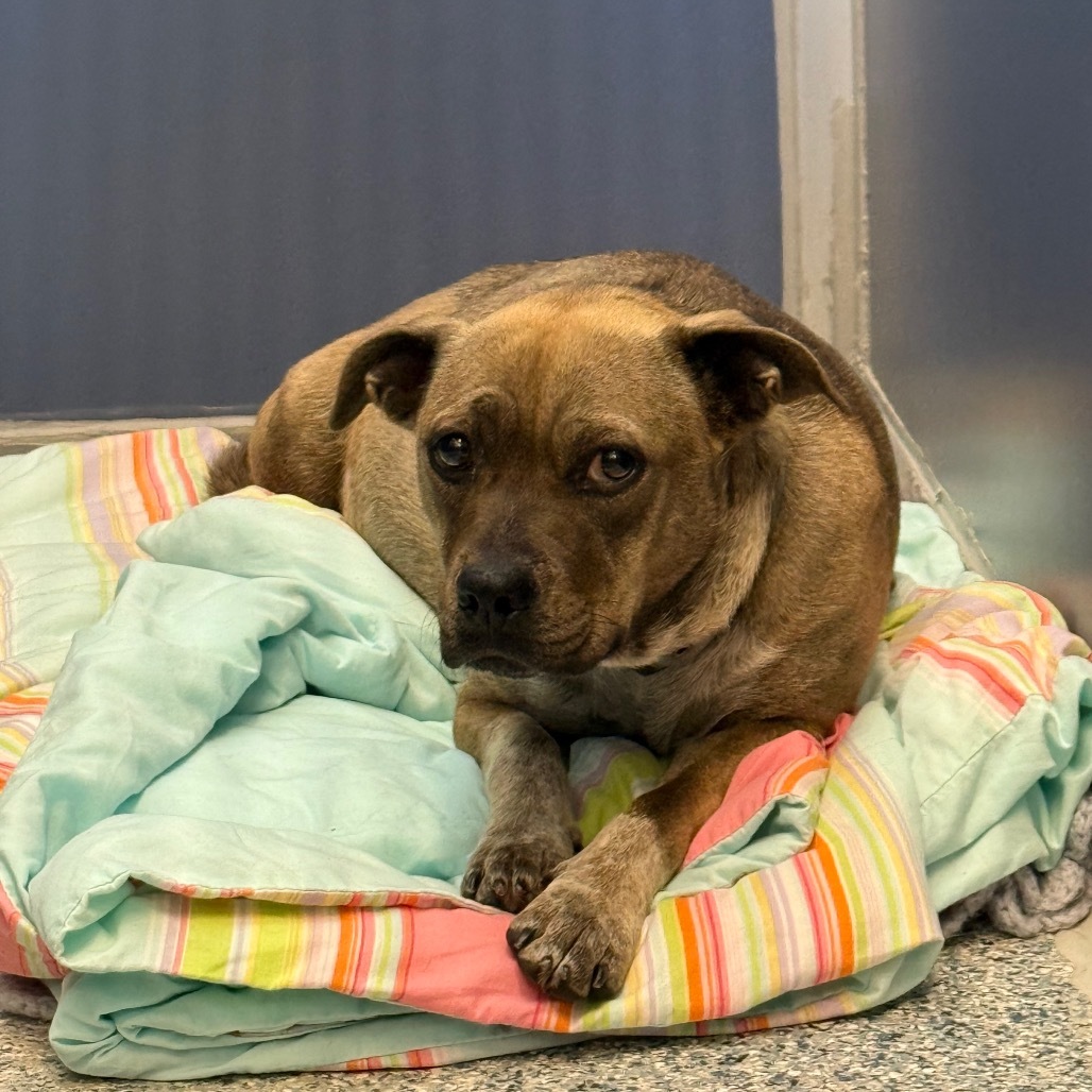 Darla, an adoptable Pug, Boxer in Great Falls, MT, 59404 | Photo Image 2