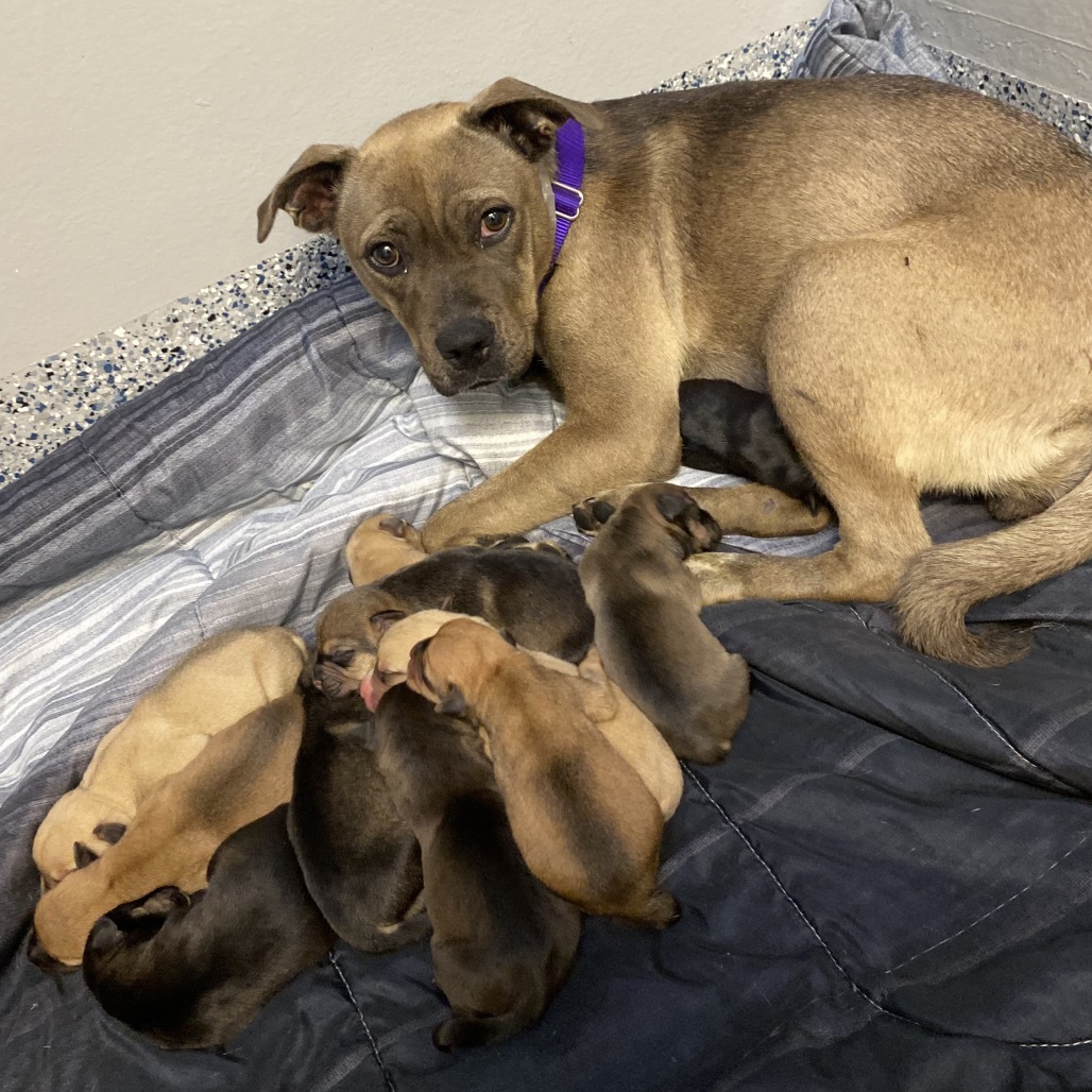 Darla, an adoptable Pug, Boxer in Great Falls, MT, 59404 | Photo Image 3