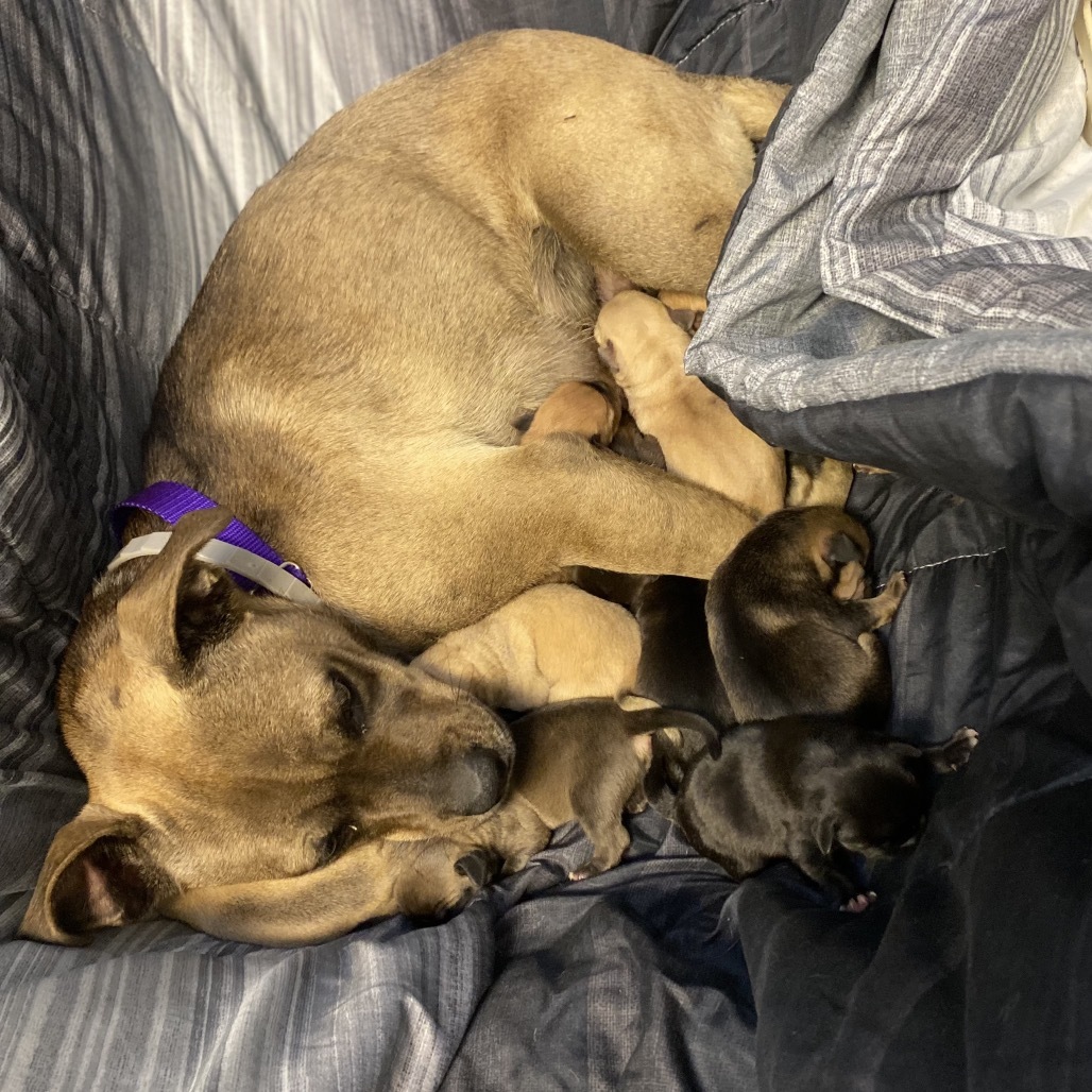 Darla, an adoptable Pug, Boxer in Great Falls, MT, 59404 | Photo Image 4