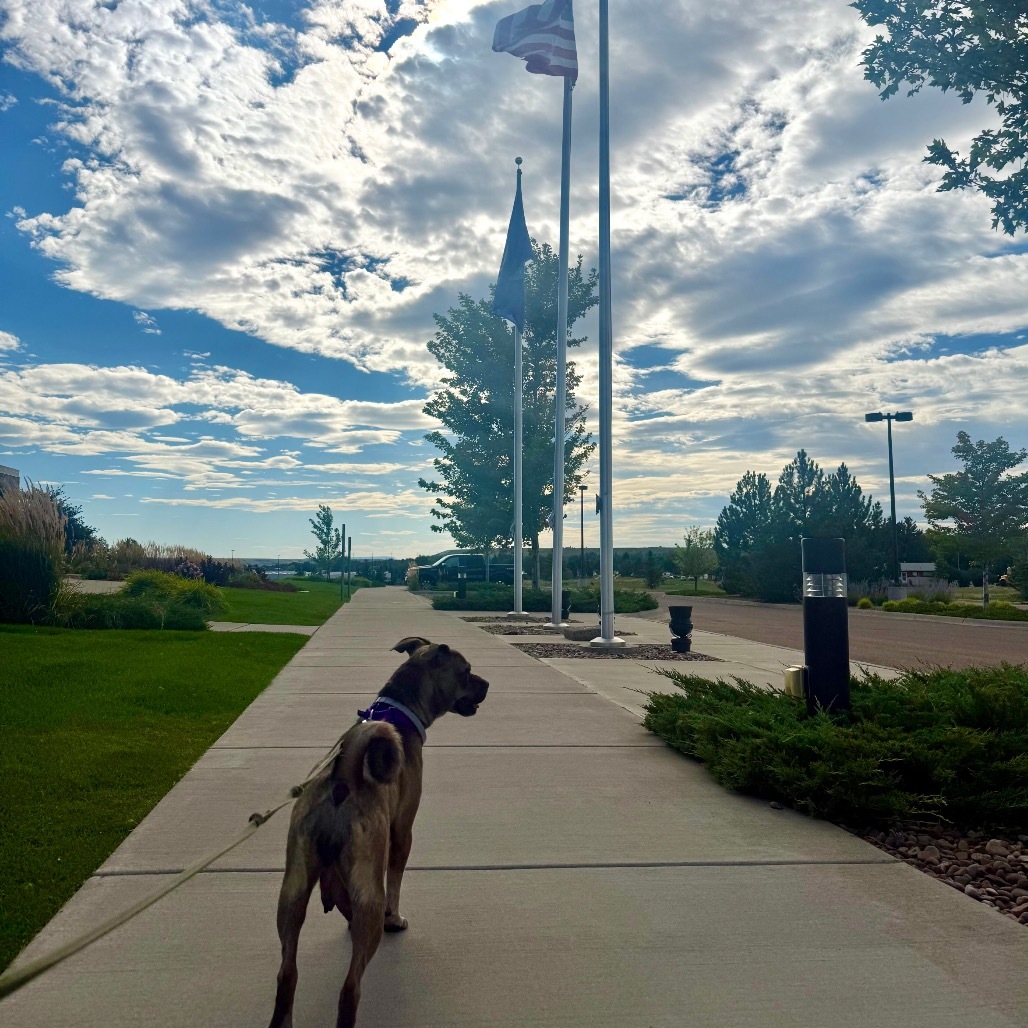 Darla, an adoptable Pug, Boxer in Great Falls, MT, 59404 | Photo Image 5
