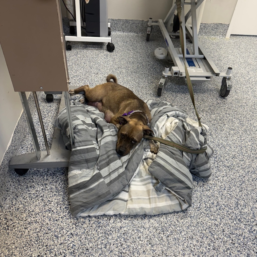 Darla, an adoptable Pug, Boxer in Great Falls, MT, 59404 | Photo Image 6