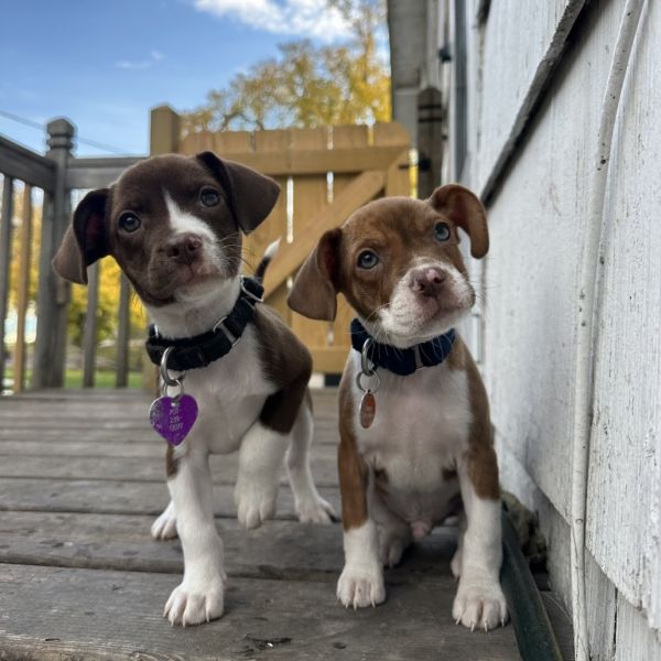 Cocoa Puff--In Foster