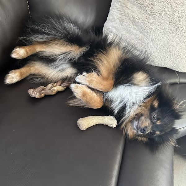 Bear