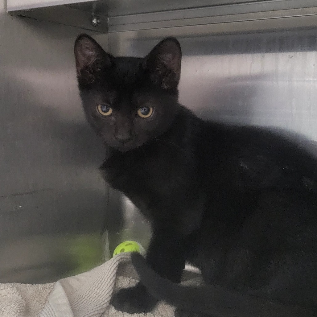 Panini (Yellow) 28136