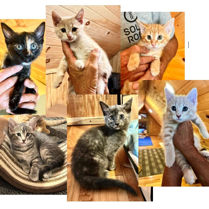 Donna Kittens: Audrey