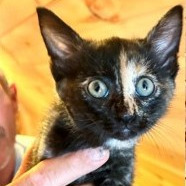 Donna Kittens: Audrey