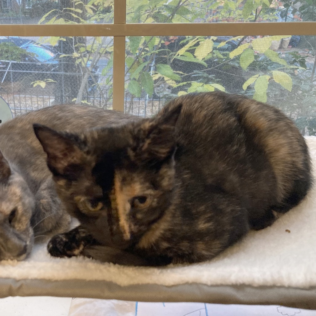 Donna Kittens: Audrey