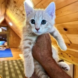 Donna Kittens: Wellington