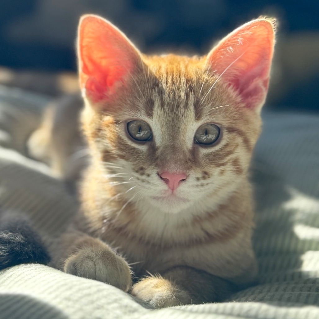 Donna Kittens: Rizzo