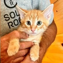 Donna Kittens: Rizzo