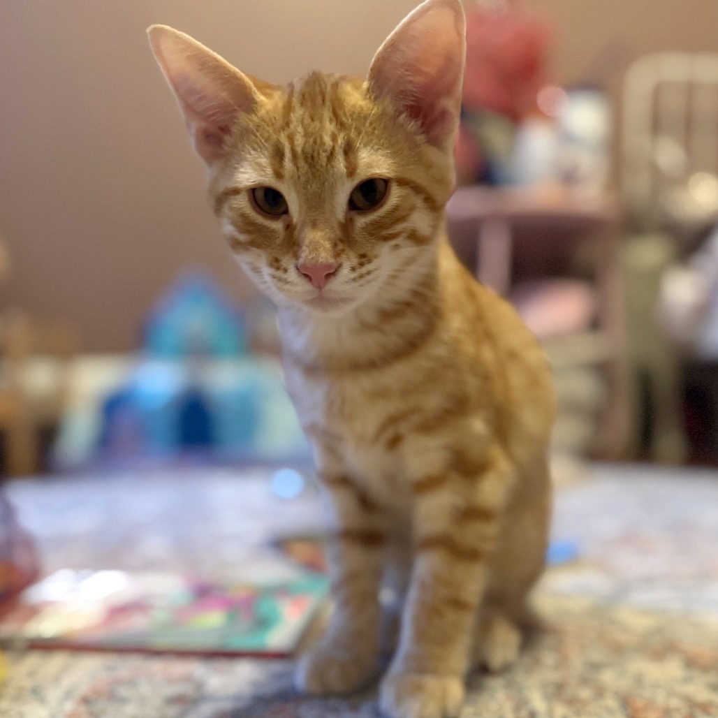 Donna Kittens: Rizzo