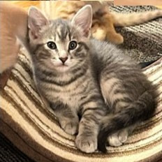 Donna Kittens: Mitzi