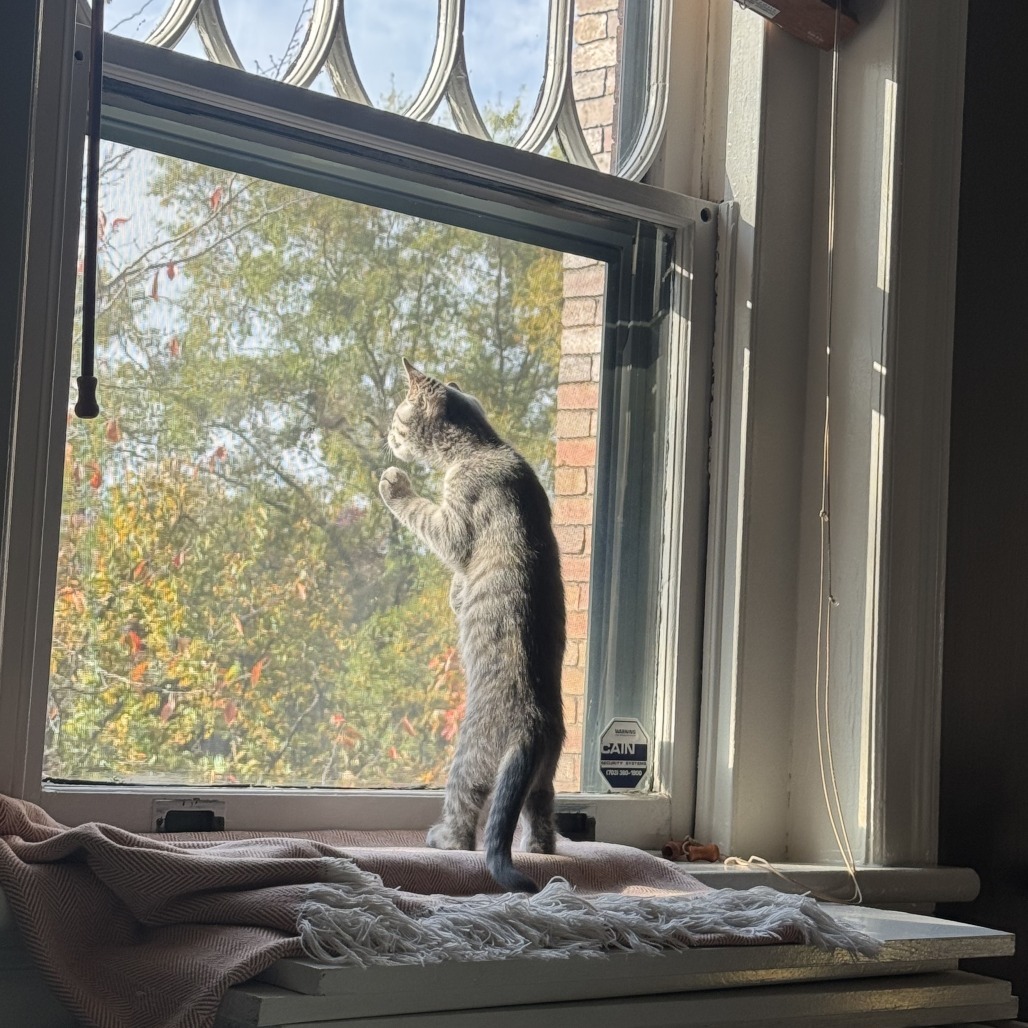 Donna Kittens: Mitzi