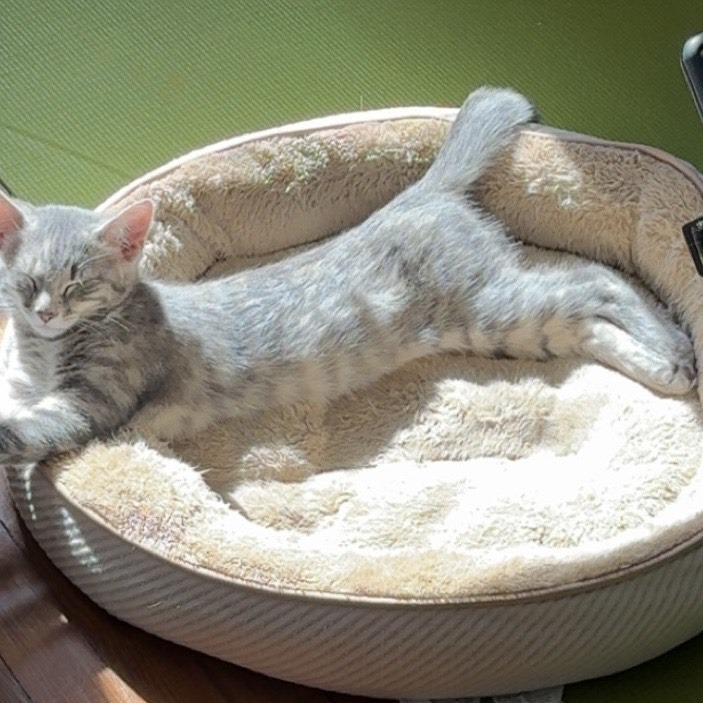 Donna Kittens: Mitzi