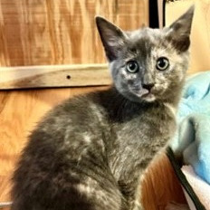 Donna Kittens: Elsie