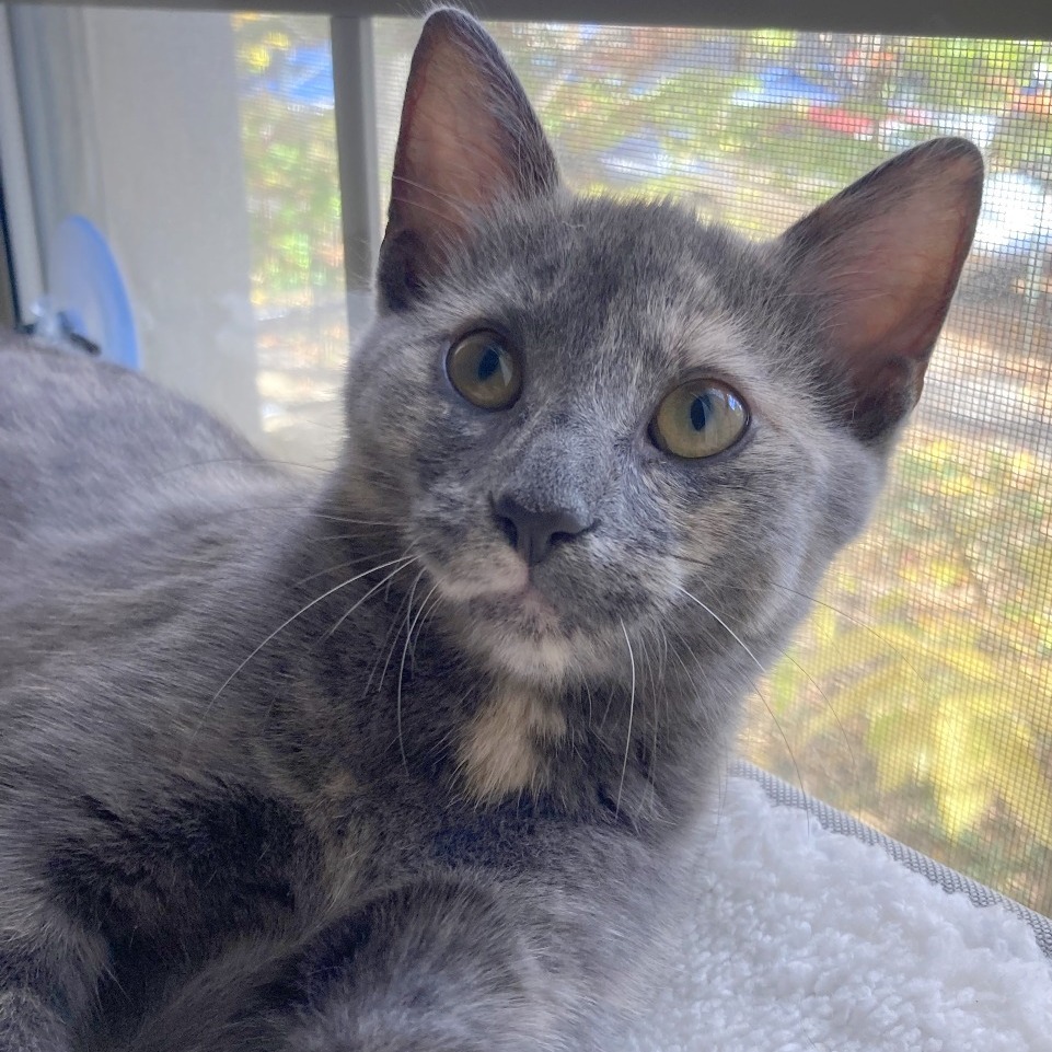 Donna Kittens: Elsie