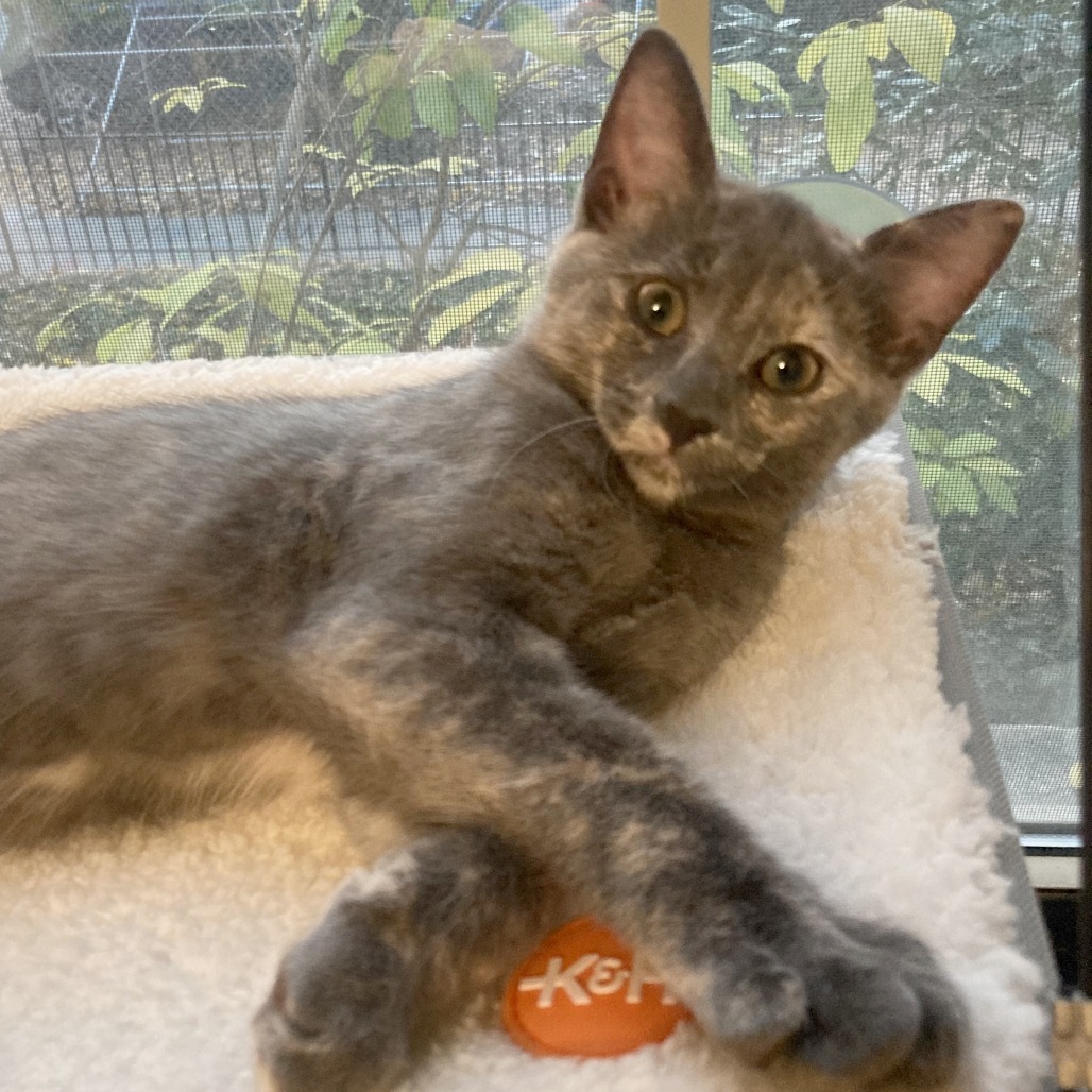 Donna Kittens: Elsie