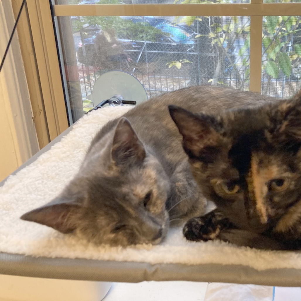 Donna Kittens: Elsie