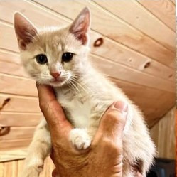 Donna Kittens: Abraham