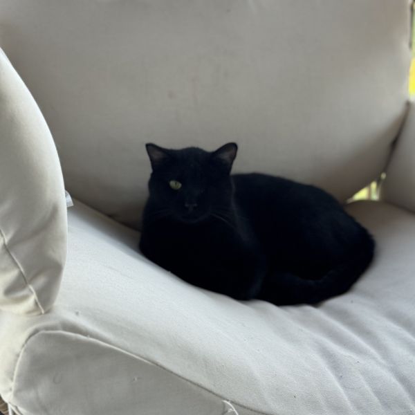 Barbossa thumbnail 3