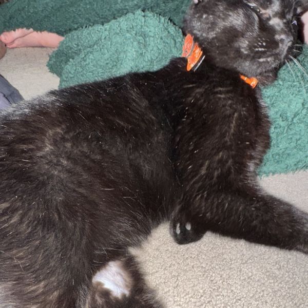 Barbossa thumbnail 4