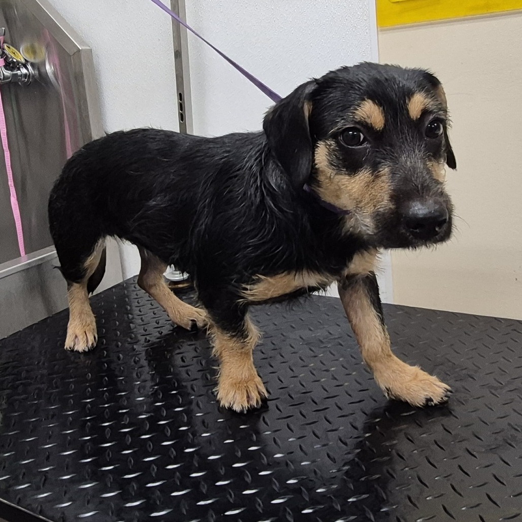 Mrs. Longbottom 21746