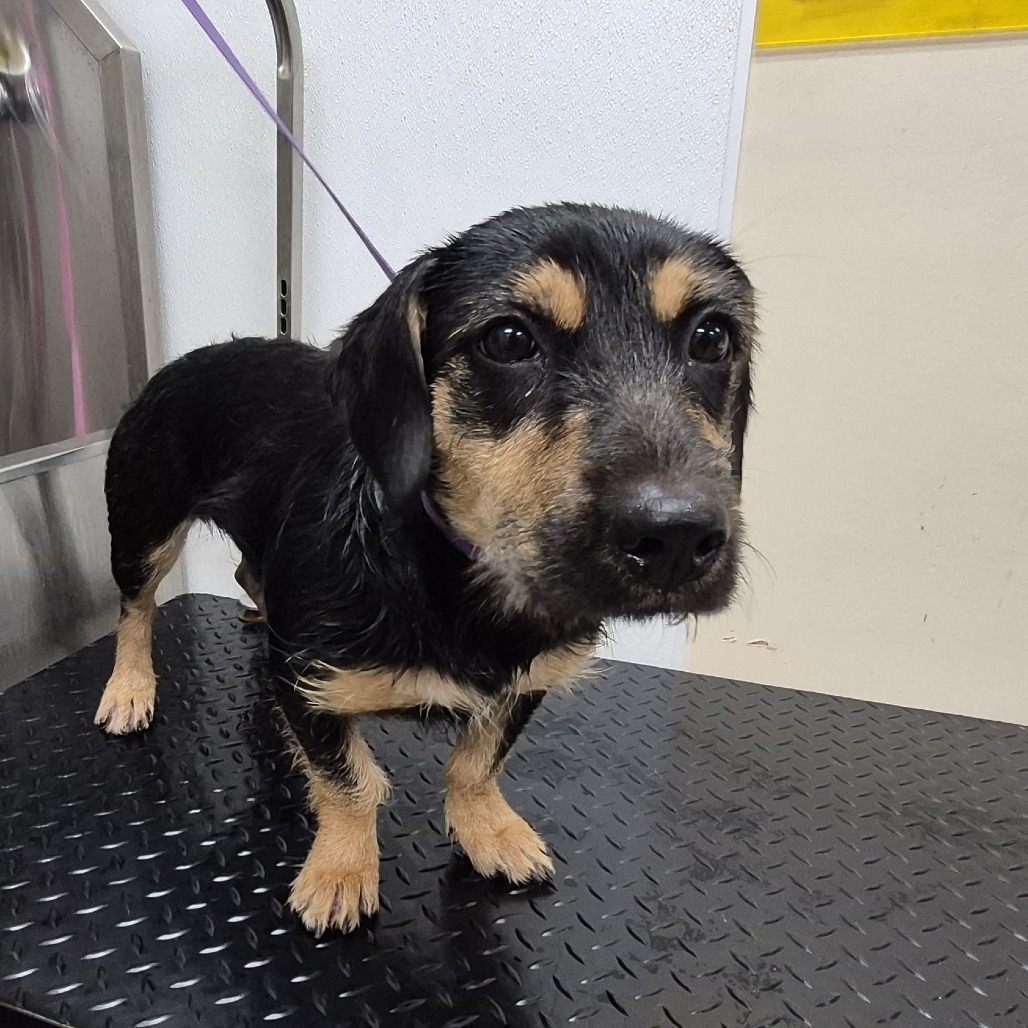 Mrs. Longbottom 21746