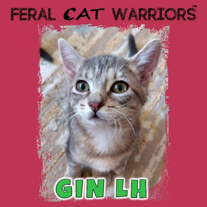 Cat for adoption Gin LH a Domestic Short Hair in Kingman AZ Petfinder Cat for adoption Gin LH a Domestic Short Hair in Kingman AZ Petfinder