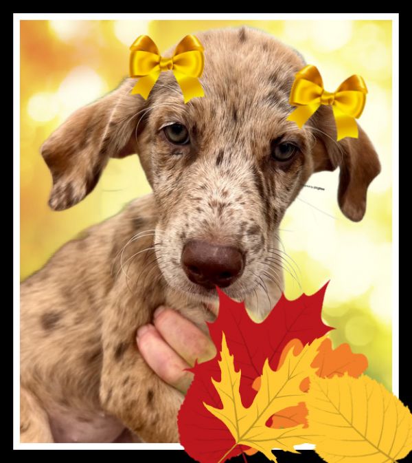 Catahoula, Catahoula pups