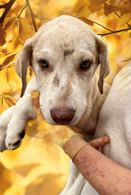 Catahoula, Catahoula pups