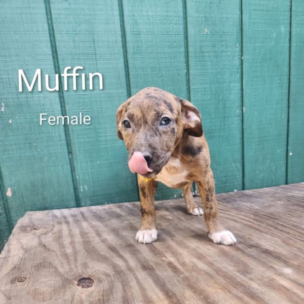 Muffin