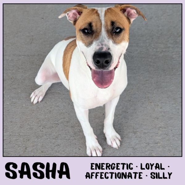 Sasha