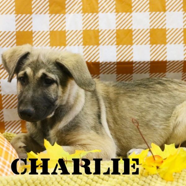 Charlie