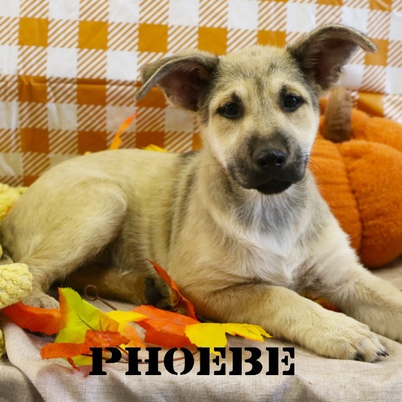 Phoebe