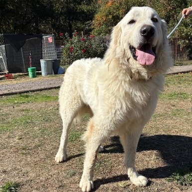SAMMY