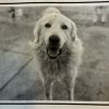 SAMMY