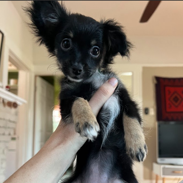 PEPPER