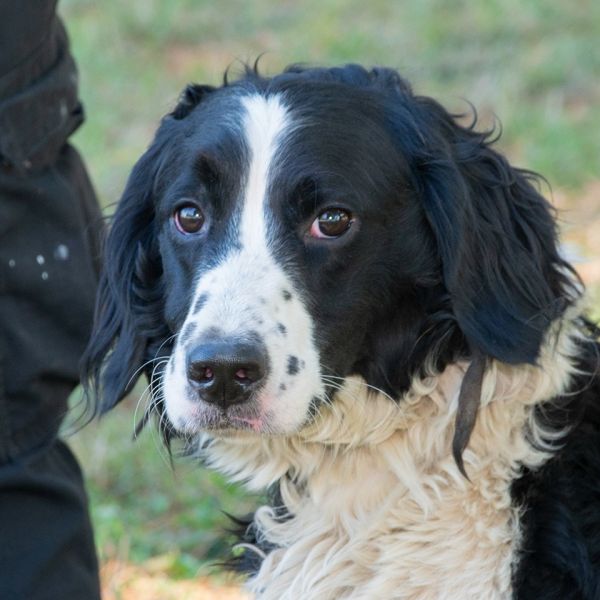 Stella