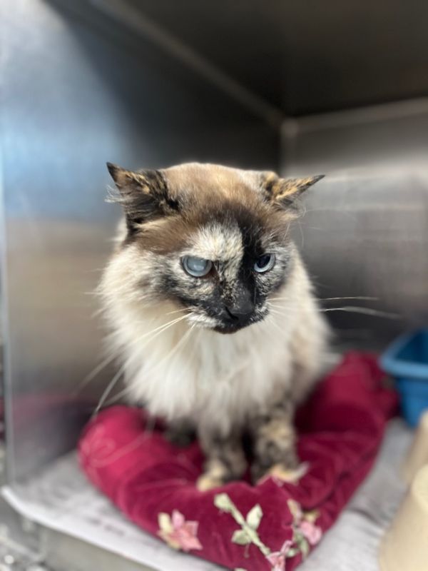 Indian Siameserhonda thumbnail 2