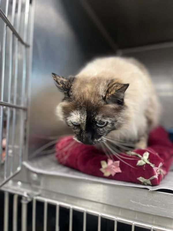 Indian Siameserhonda thumbnail 3