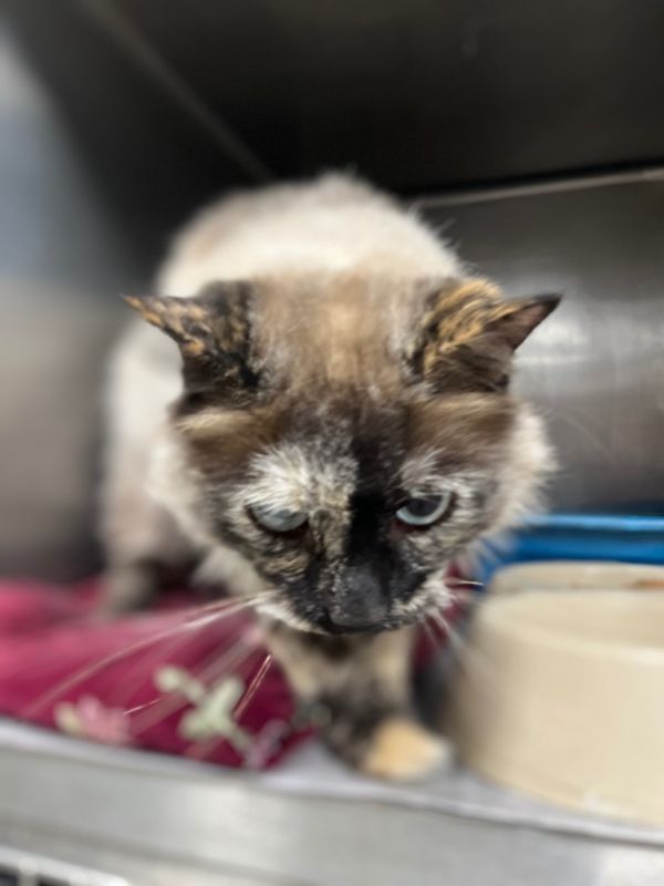 Indian Siameserhonda thumbnail 4