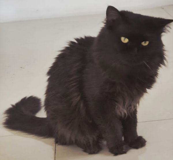 Loki