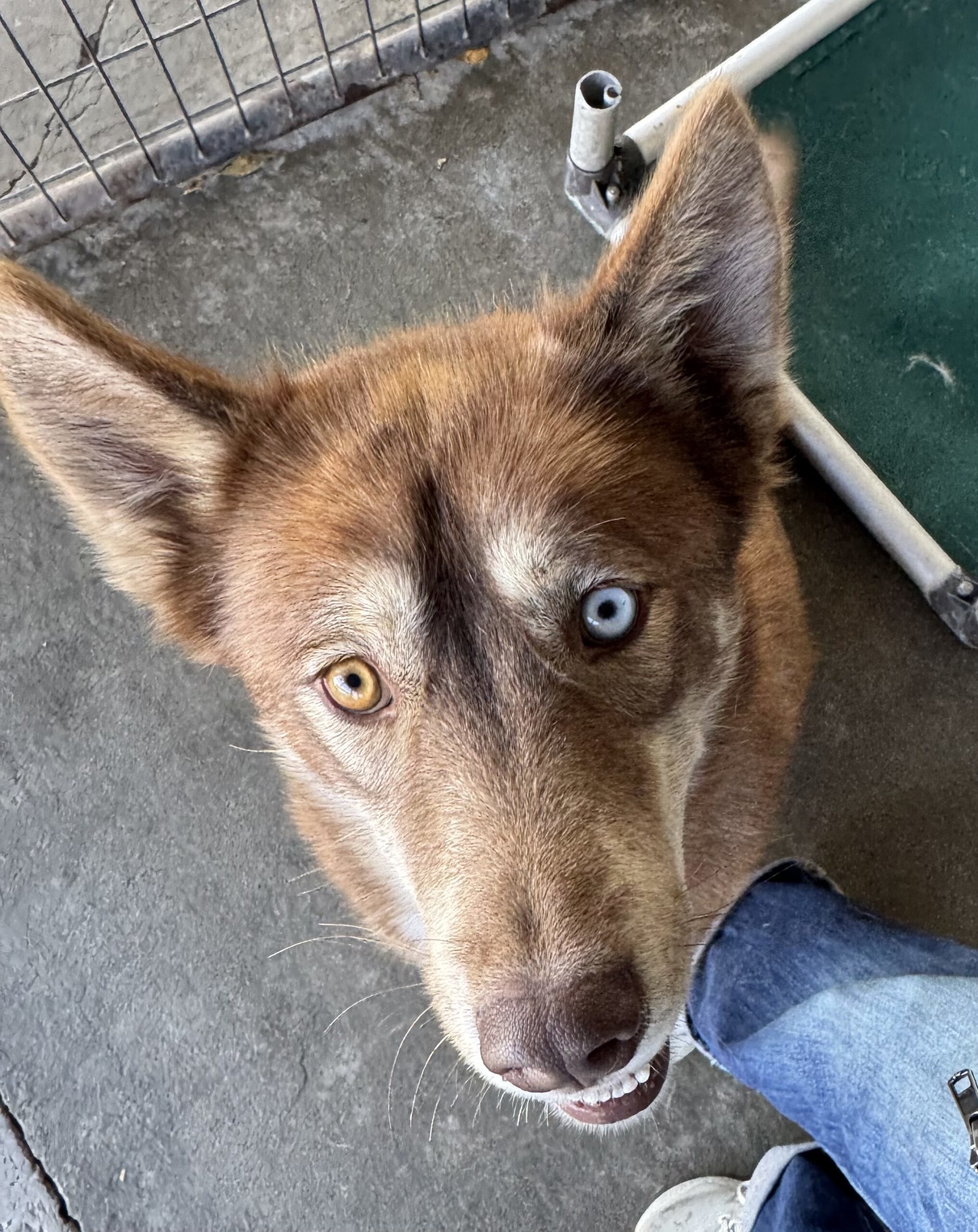 Lucky, an adoptable Siberian Husky in Dillon, MT, 59725 | Photo Image 1
