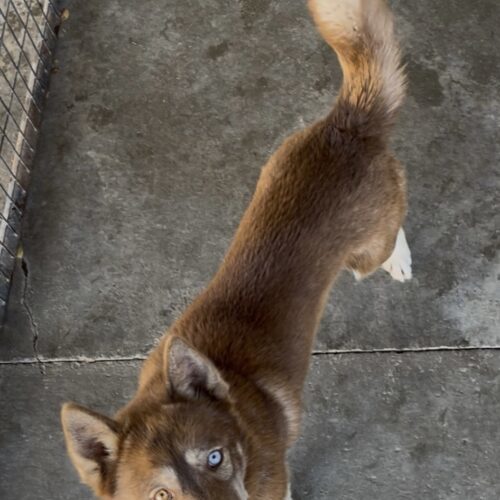 Lucky, an adoptable Siberian Husky in Dillon, MT, 59725 | Photo Image 2