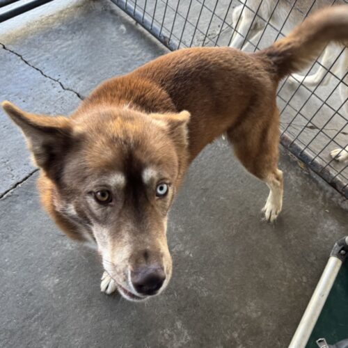 Lucky, an adoptable Siberian Husky in Dillon, MT, 59725 | Photo Image 3