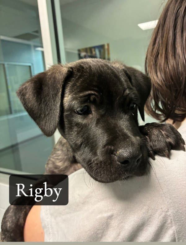 Rigby