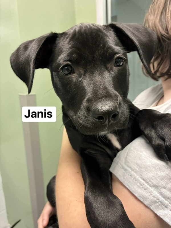 Janis