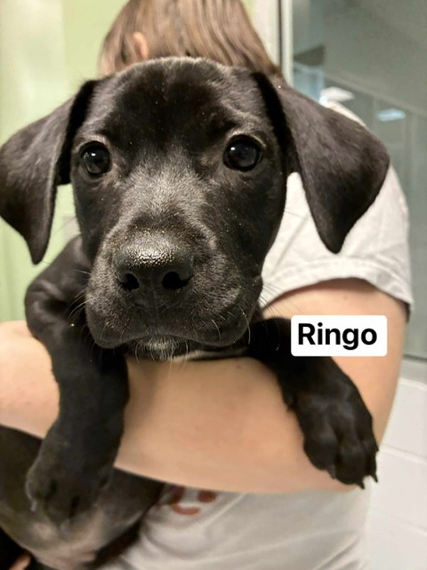 Ringo